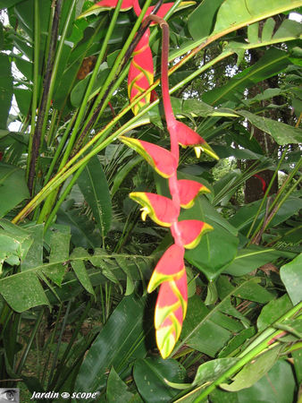 Heliconia_rostrata