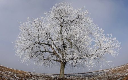 ARBRE_MAGNIFIQUE