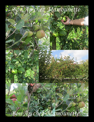 Pommes cueillette sept 15