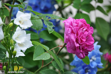 Rosier_reine_des_Violettes_5