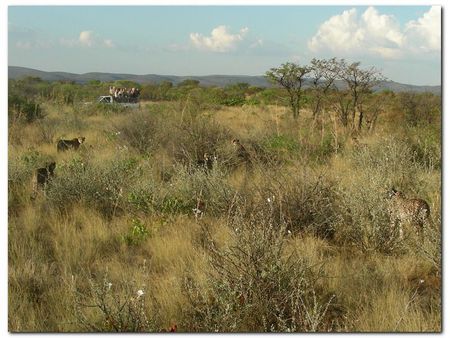 twyfelfontein-cheetacamp (150)