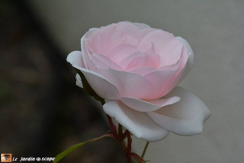 Rosier-Jardin-de-Granville