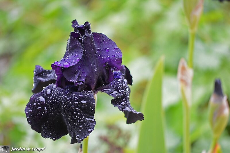 Iris Black Tie Affair