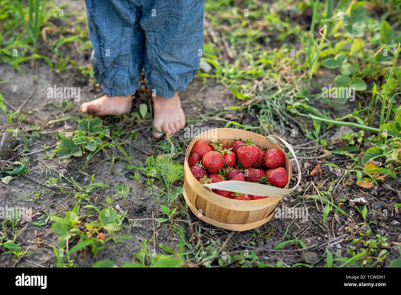 la-cueillette-des-fraises-de-l-enfant-des-aliments-sains-pour-les-enfants-les-enfants-cueillir-des-fruits-sur-ferme-de-fraises-biologiques-recolte-en-jardin-un-seau-de-