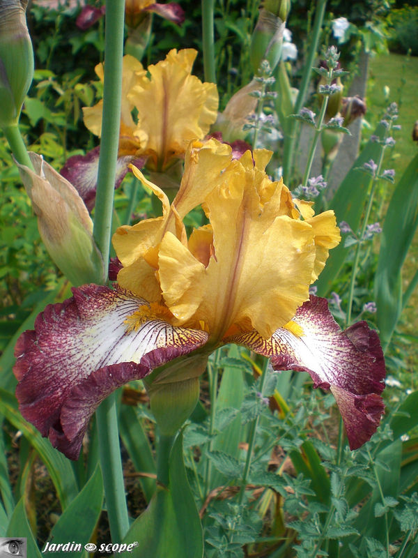 Iris 'Flamenco'