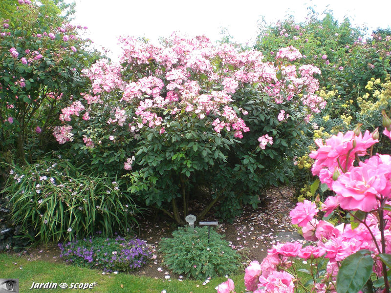 Rosier 'Rush' (Photo juin 2009)