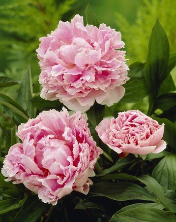 8972_Paeonia_Sarah_Bernhardt