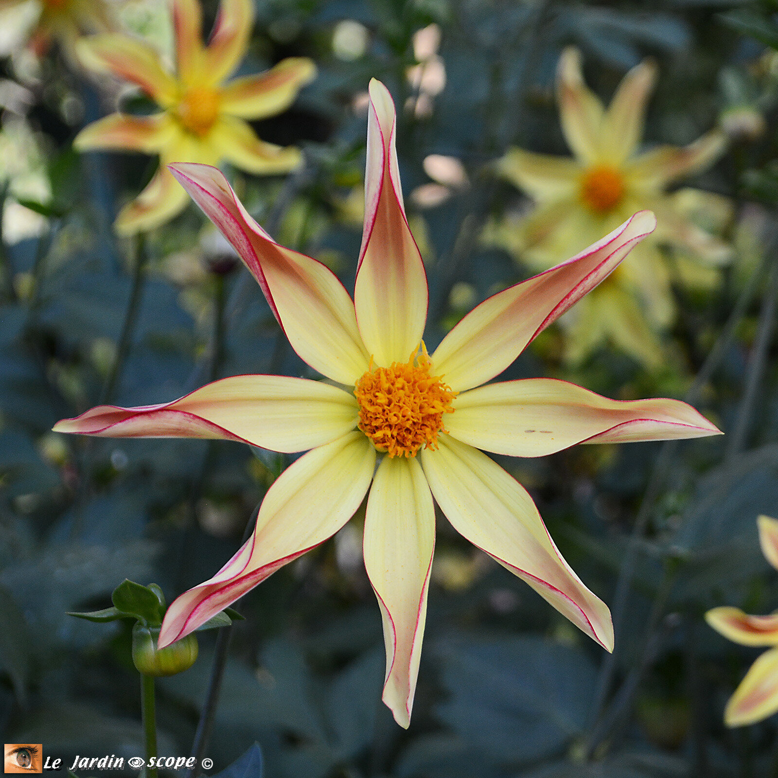 Dahlia Izarra