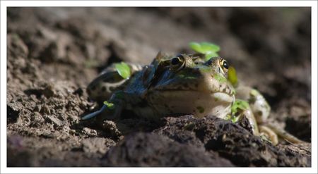 Roussille_mare_grenouille_face_220809