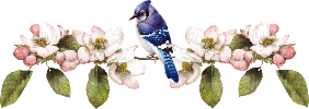 Gif Barre oiseau bleu a droite fleurs roses 300 pixels