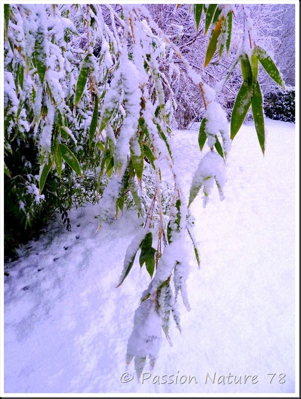 Notre jardin sous la neige