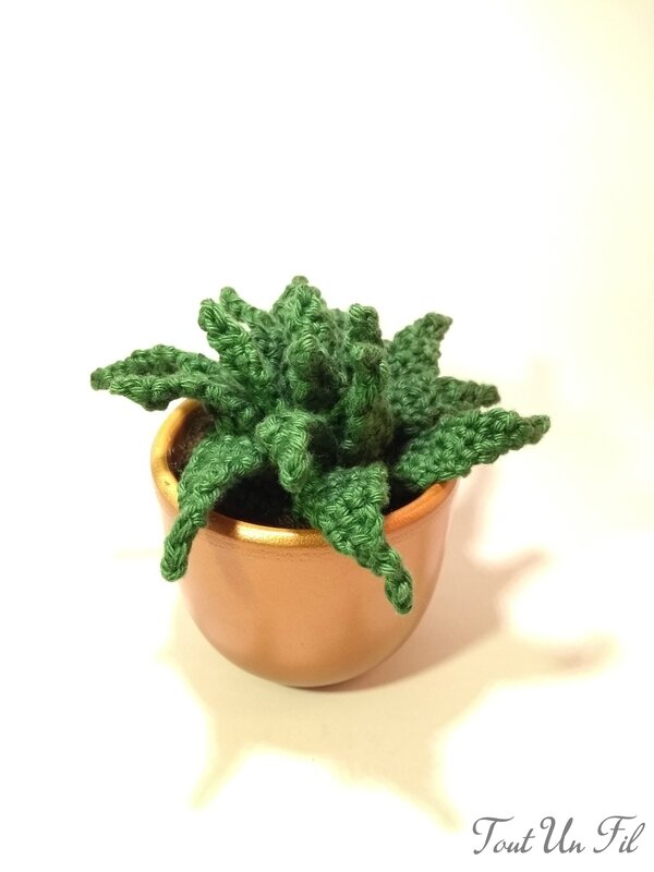 Cactus Succulent Piquants Pot Bronze Tout Un Fil 01