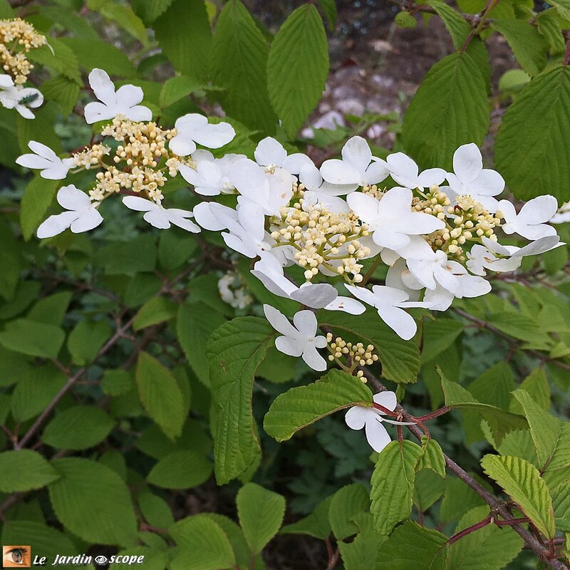 Viburnum plicatum Mariesii