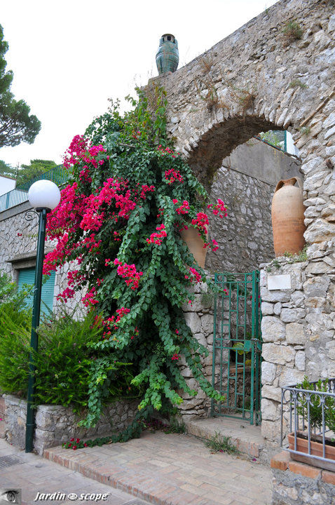 A Capri (été 2010)