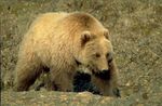 large_grizzly_bear_4171