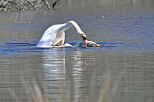 accouplement_cygnes_1