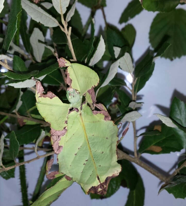 Phyllium giganteum Tapah adulte classe de CM1