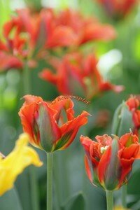 IMG_2533copie2