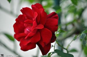 Red-Parfum-2