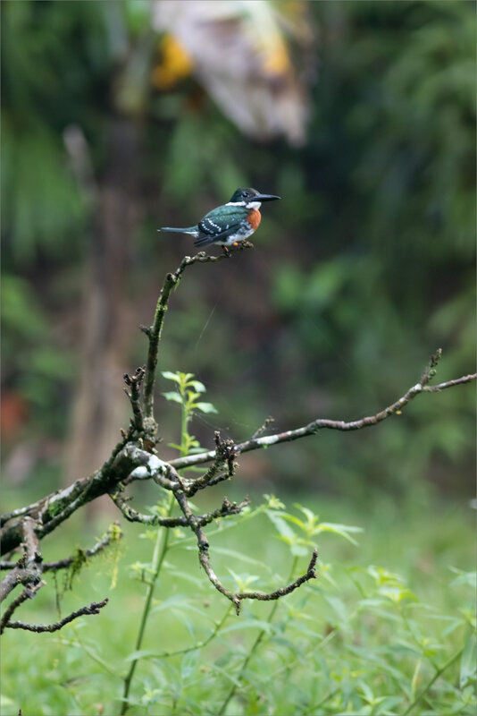 J7 CR Esquinas lagune matin 101218 ym 8 oiseau MP vert
