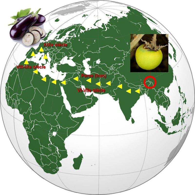 Histoire de l'aubergine + in potager du Cabanon bio garéoult