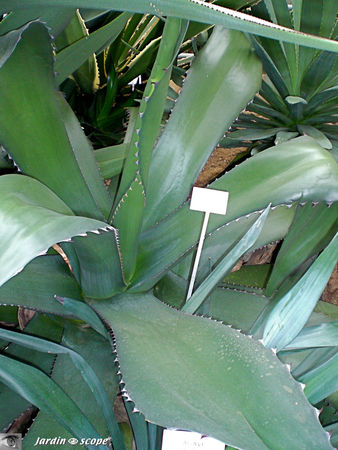 CIMG1454_agave
