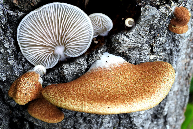 Crepidotus calolepis par Ignacio Flórez Robles