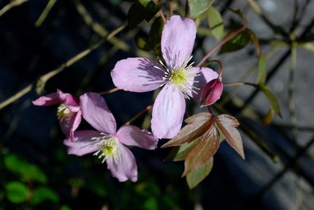 clematis