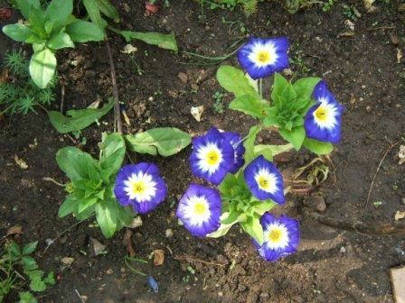 blog juin fleurs comme volublis bleu-violet