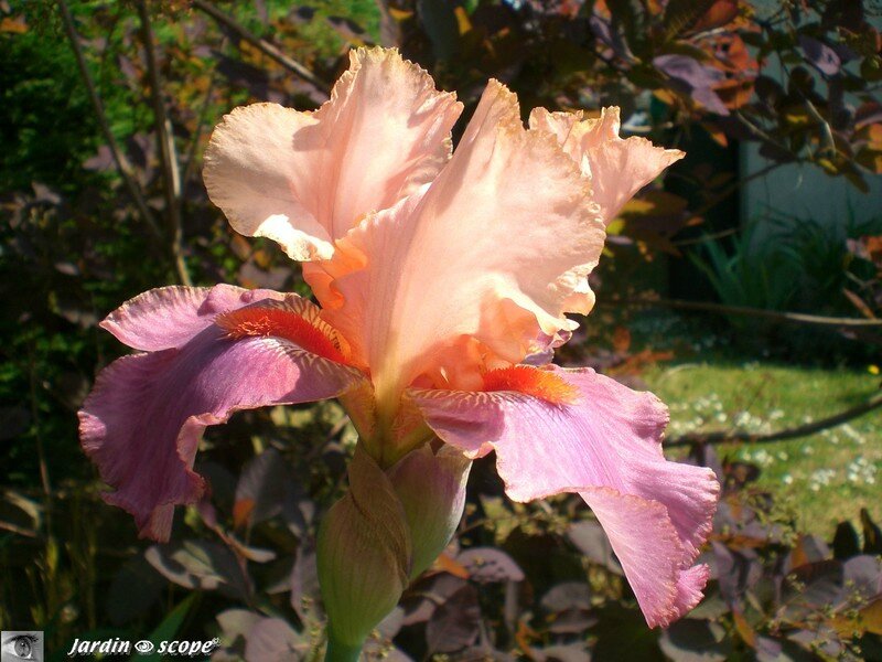 Iris 'Sweet Musette'