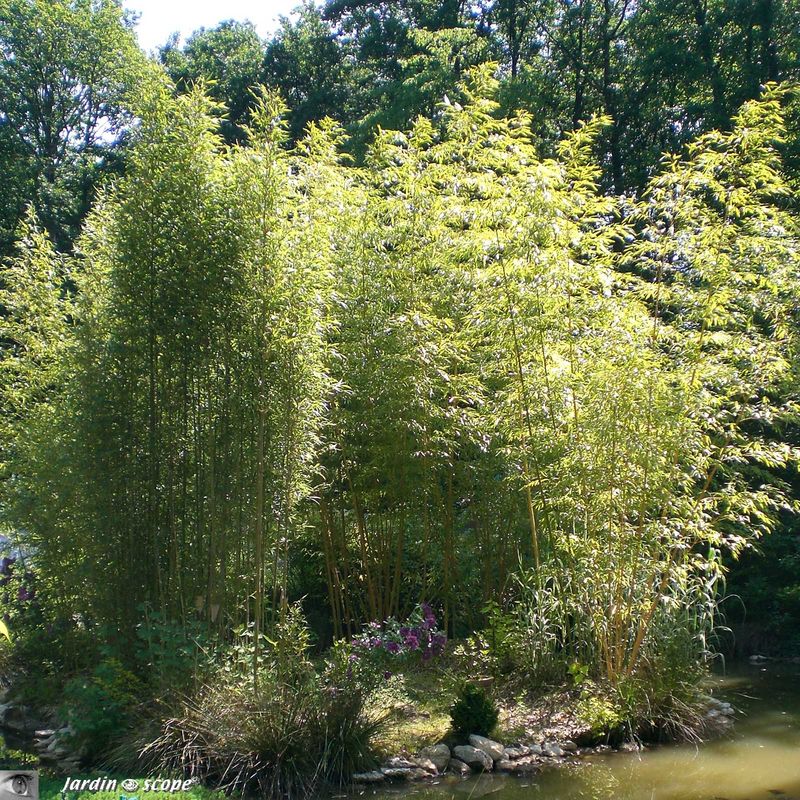Bambouseraie plantée sur l'ile pour éviter la prolifération