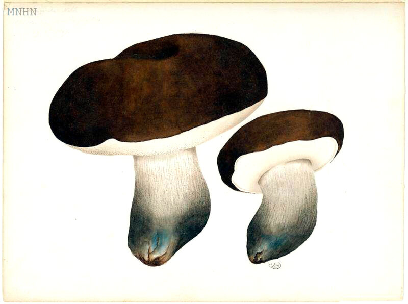 27 Boletus duriusculus b