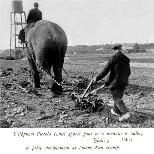 elephant-labour1941