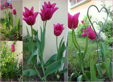 tulipes