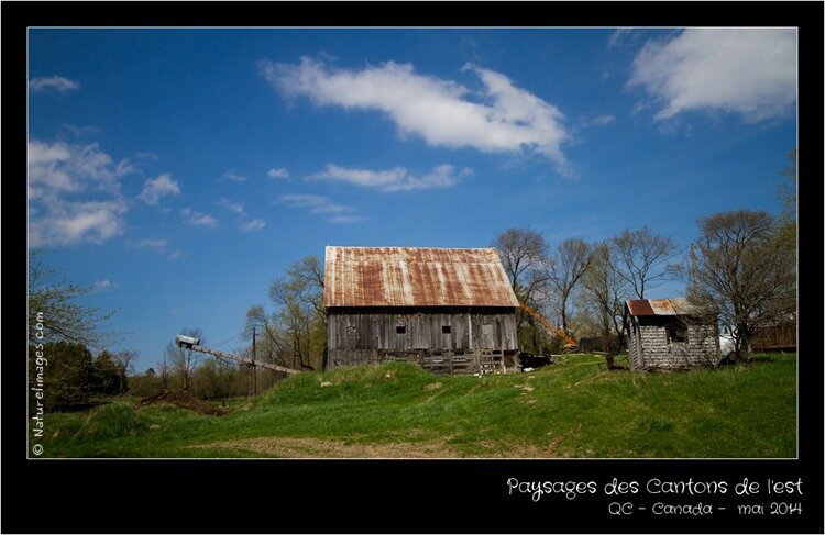 IMG_2557-naturelimages.com