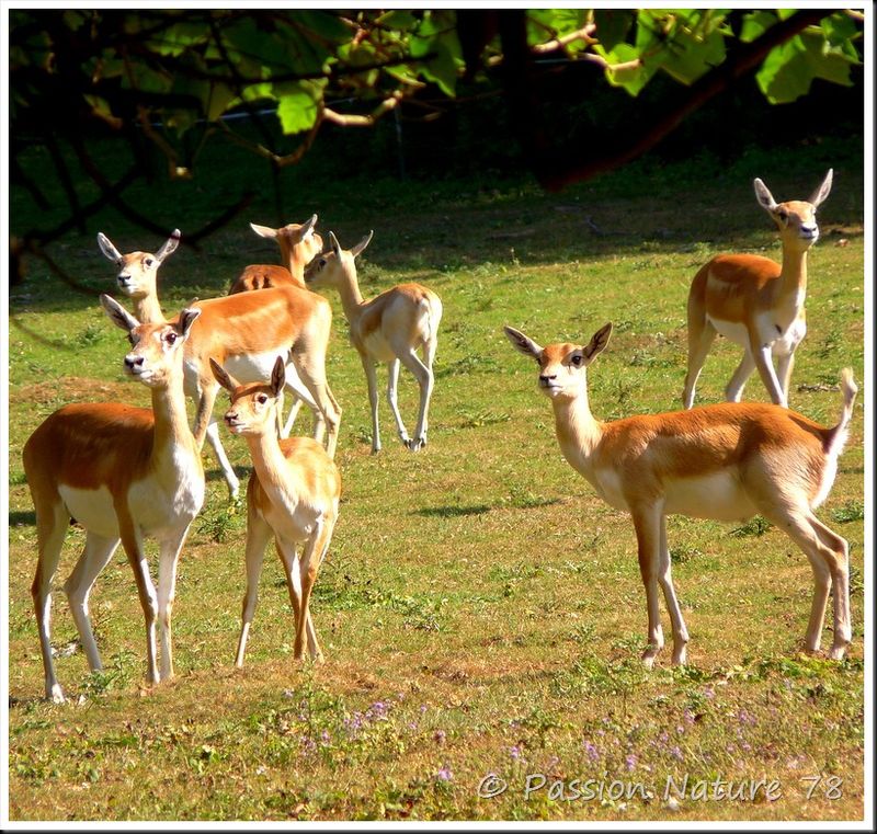 Antilope cervicapre 