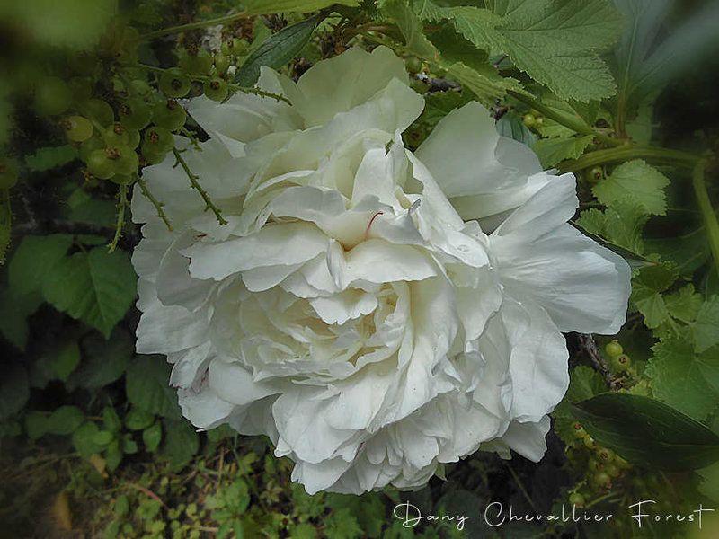 pivoine blanche