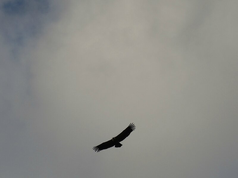 Plateau de Lhers, vautour
