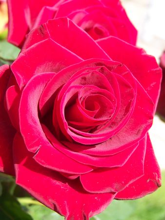 Roses_rouges