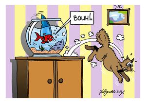 requin chat coul