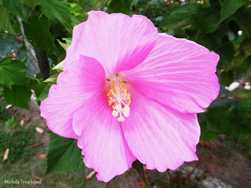 Fleurs de Léon 080818