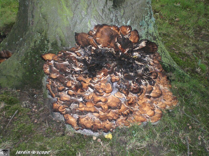 Meripilus giganteus • Polypore géant