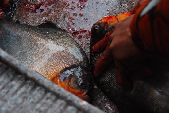 poissons2