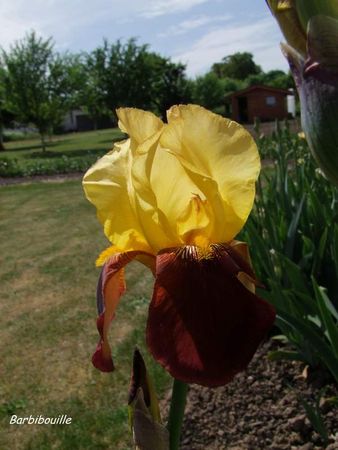 iris08_Mai1