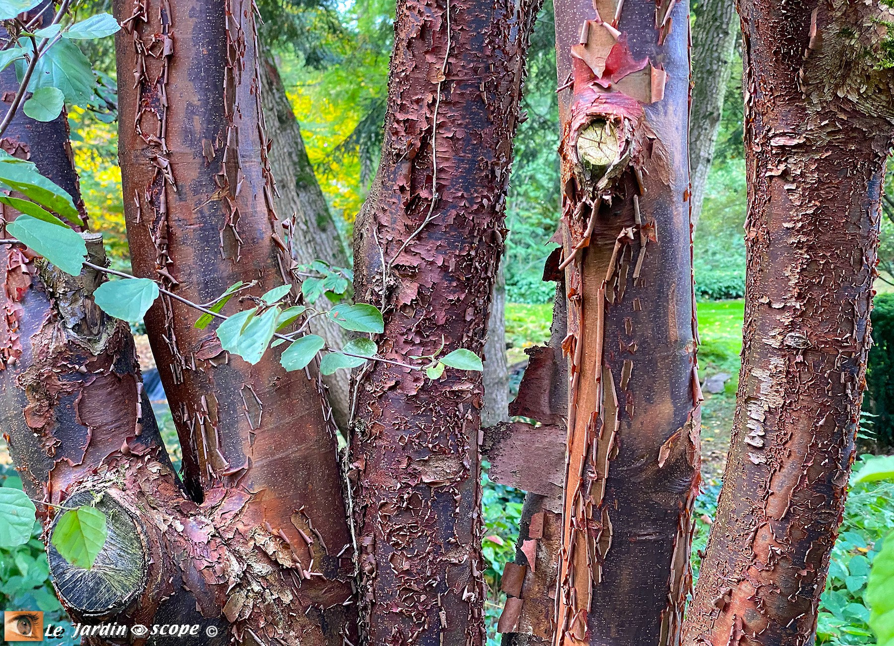 Acer griseum