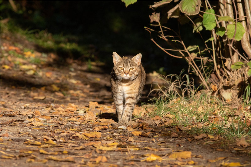 Chat arrive face 271021 3 ym