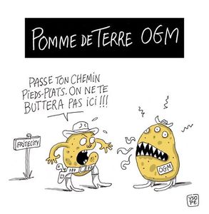 Pomme_terre_ogm_ter