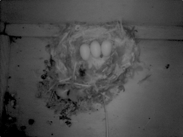 01-06-2017 11-30-34 M Nest 1 - 3 eggs