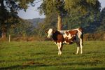 tmp_LedR_35_album_vache_2009_0035