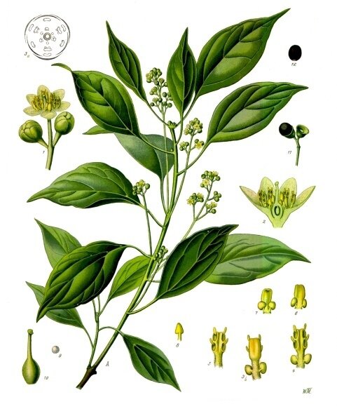 Cinnamomum_camphora_-_Köhler–s_Medizinal-Pflanzen-181